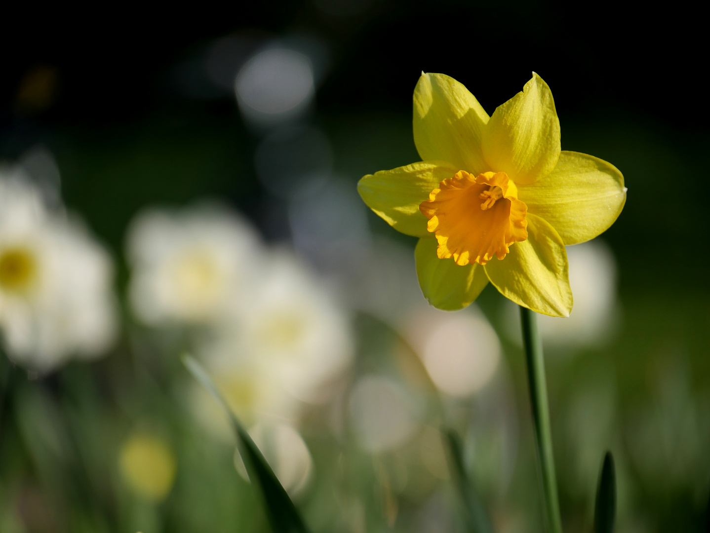 Im Sonnenschein 