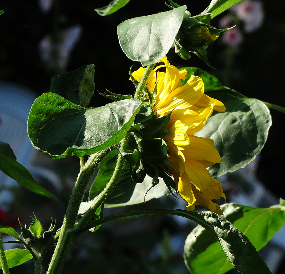 Im Sonnenschein erblüht