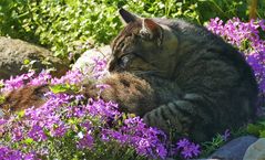 Im Sonnensommerlicht der Katzenträume. 