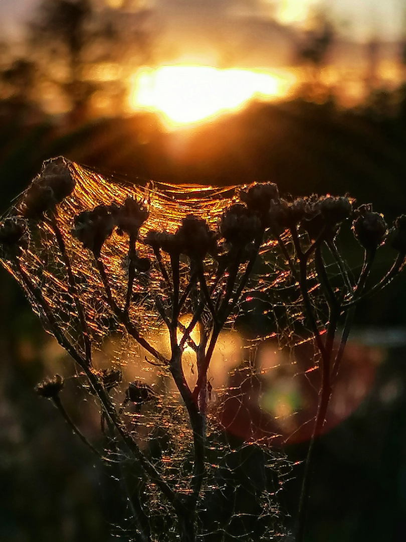 Im Sonnenuntergang 