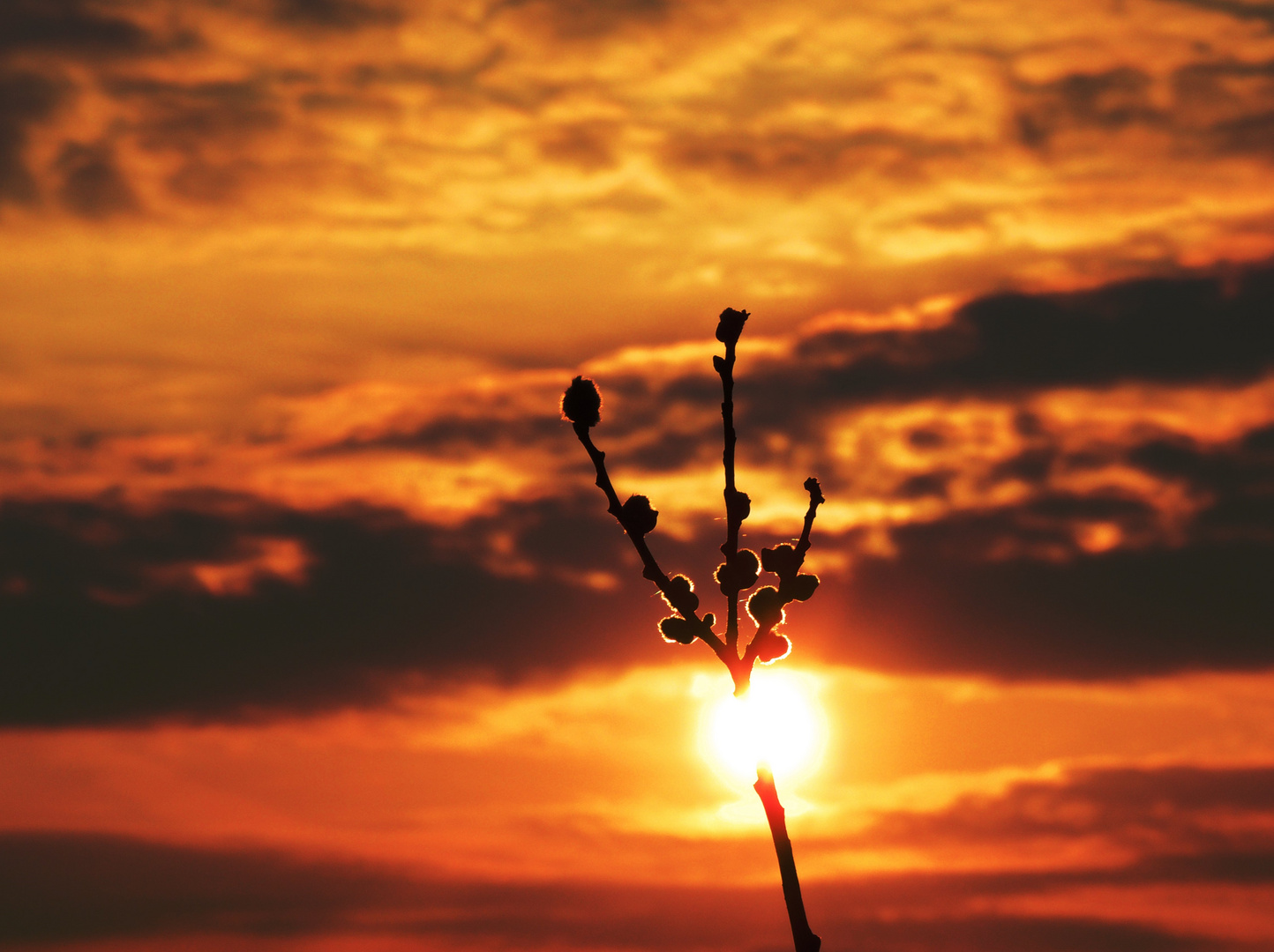 Im Sonnenuntergang glühende Kätzchen