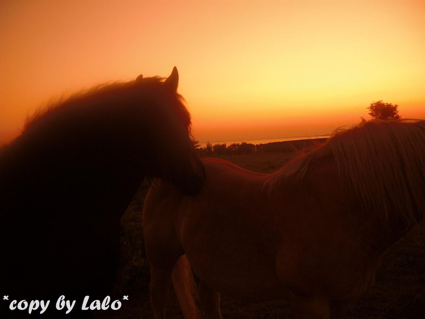 Im Sonnenuntergang (Rügen)