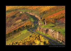 Im Sonnenweinberg