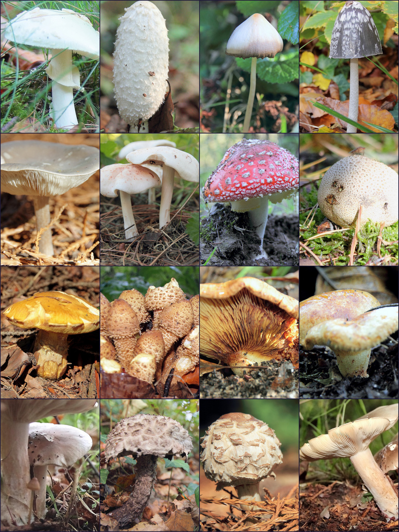 Im sonnigen Herbst 2011 auf der Suche nach Pilzen....
