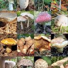 Im sonnigen Herbst 2011 auf der Suche nach Pilzen....