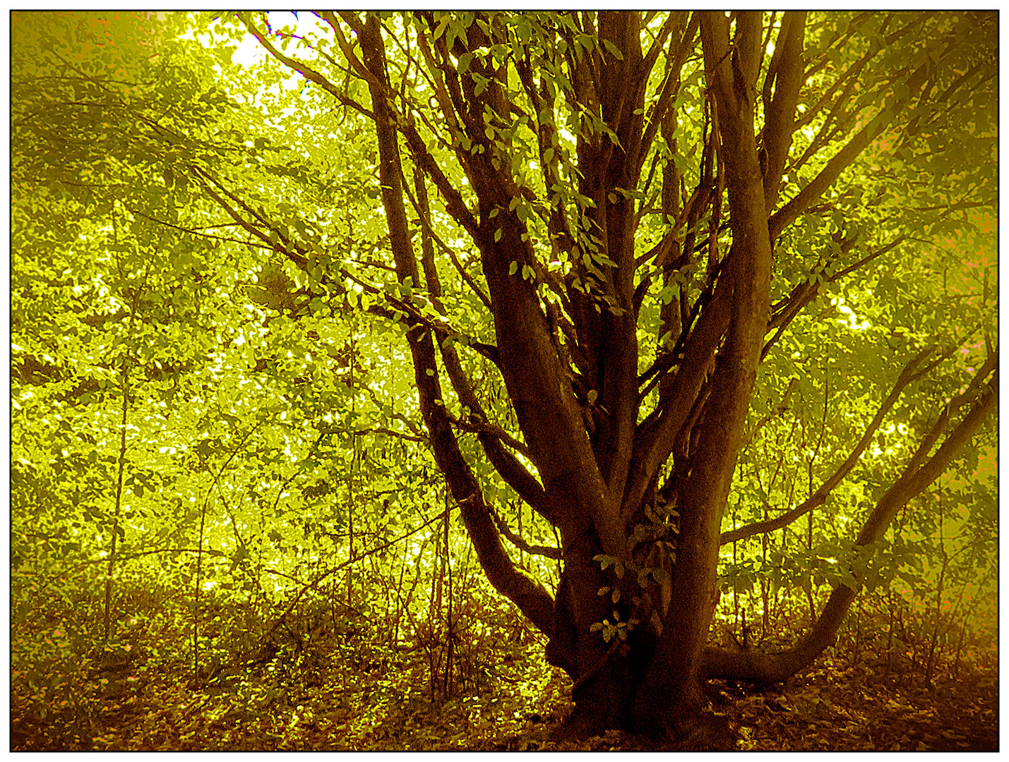 Im sonnigen Herbstwald