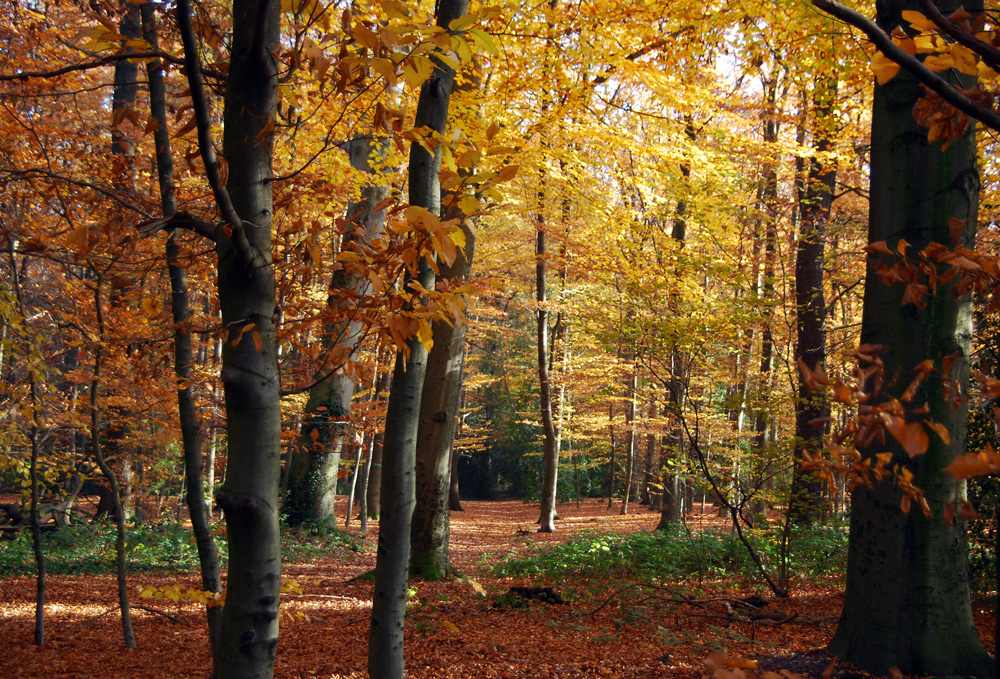 Im sonnigen Herbstwald......