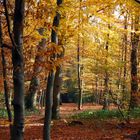 Im sonnigen Herbstwald......