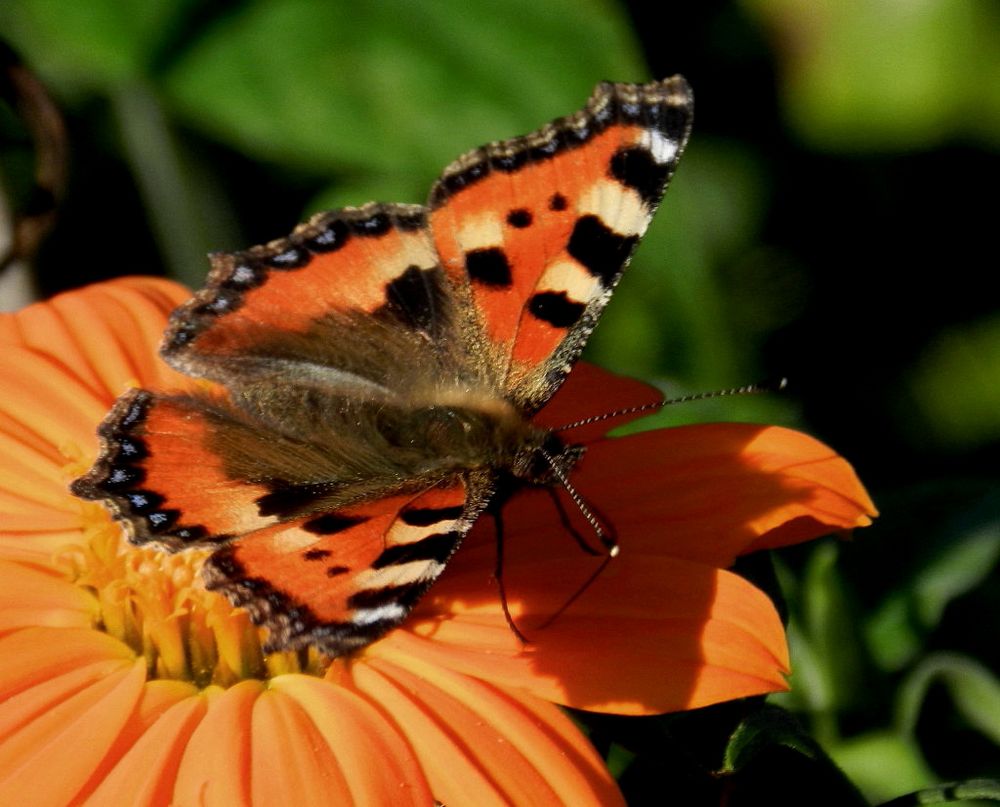 im Spätsommer (3)