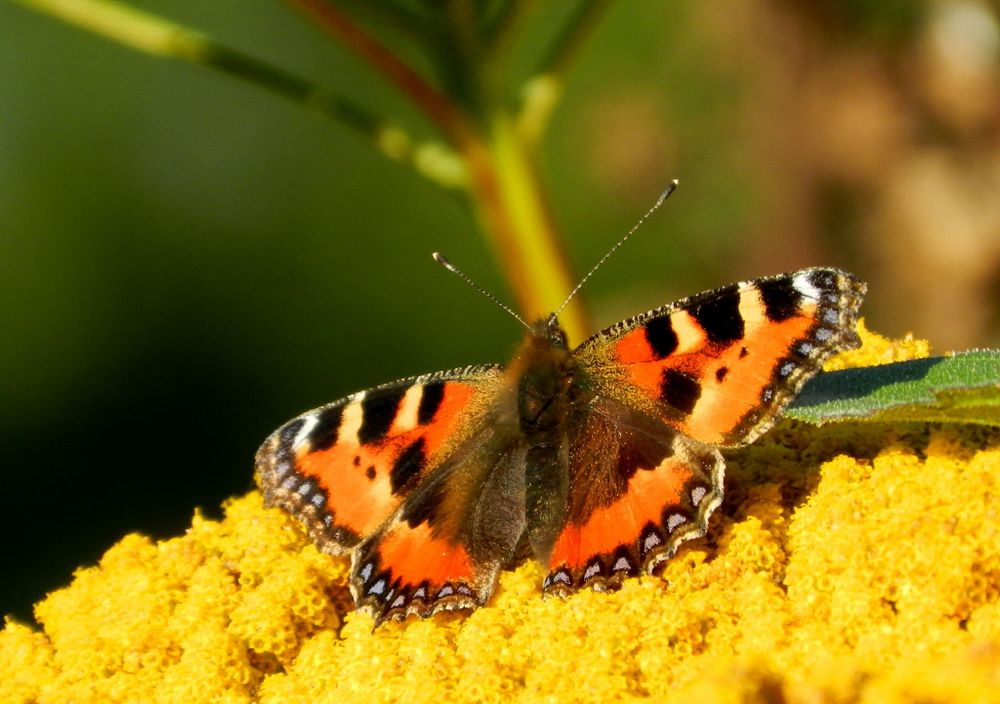 im Spätsommer (4)