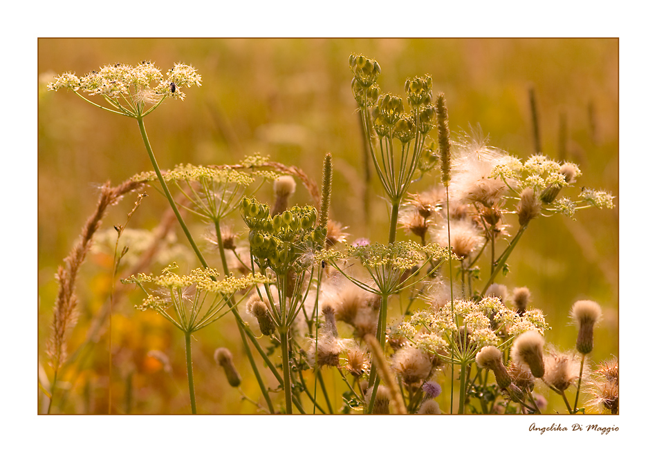 Im Spätsommer