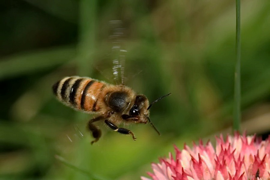 im Spätsommer.............