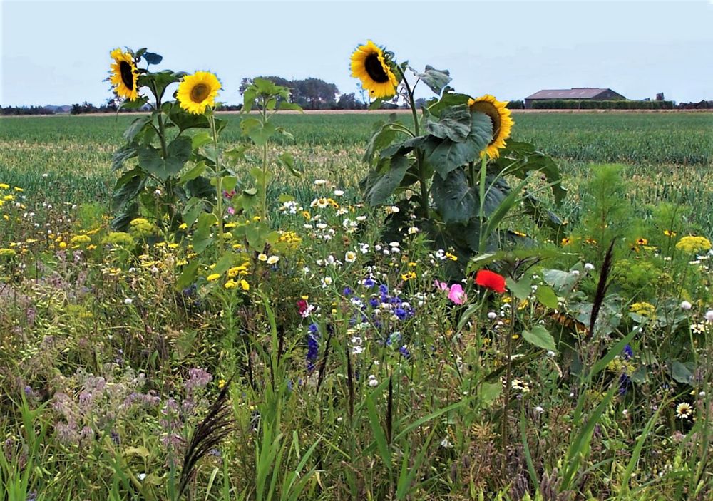 - im Spätsommer - Frühherbst - Felder erleben ...