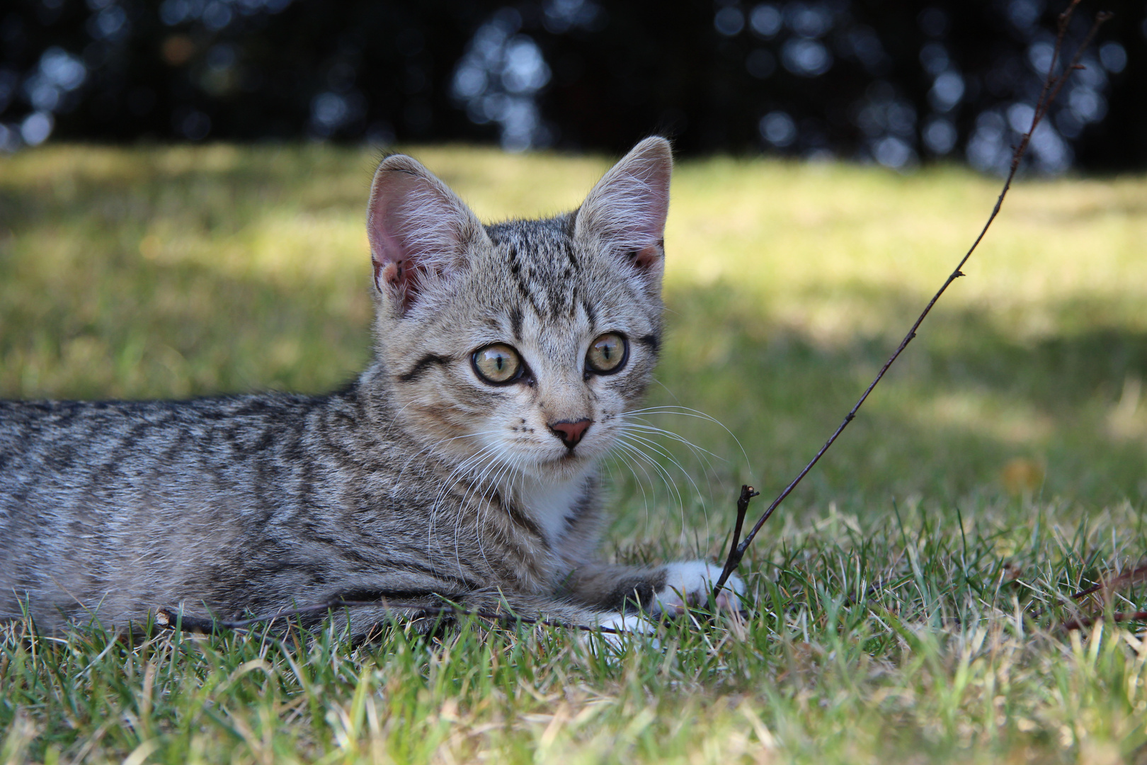 im Spätsommer... mit der Katze auf dem Rasen...