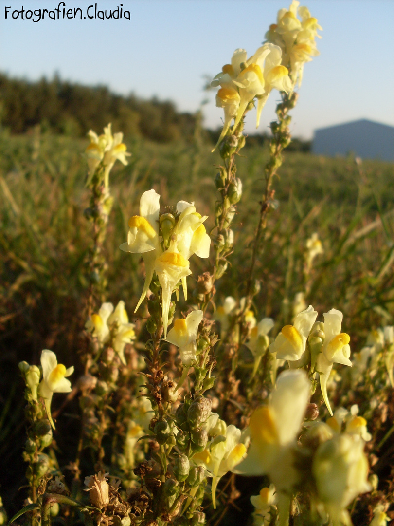 Im Spätsommer sind Blumen am schönsten