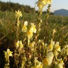 Im Spätsommer sind Blumen am schönsten