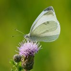 Im Spätsommer-Sonnenschein