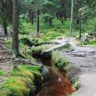 im spätsommerlichen Wald (nähe Torfhaus im Harz)