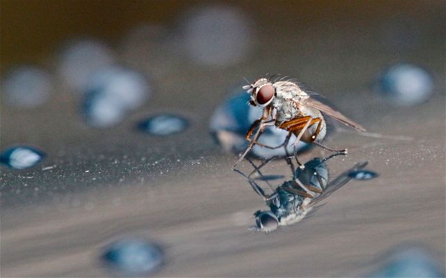 ...im Spiegel betrachtet...