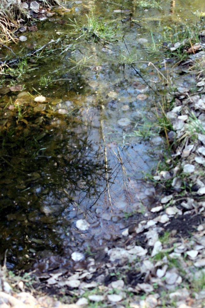 Im Spiegel der Wasserlache