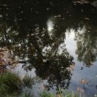 im Spiegel des glasklaren Waldsees