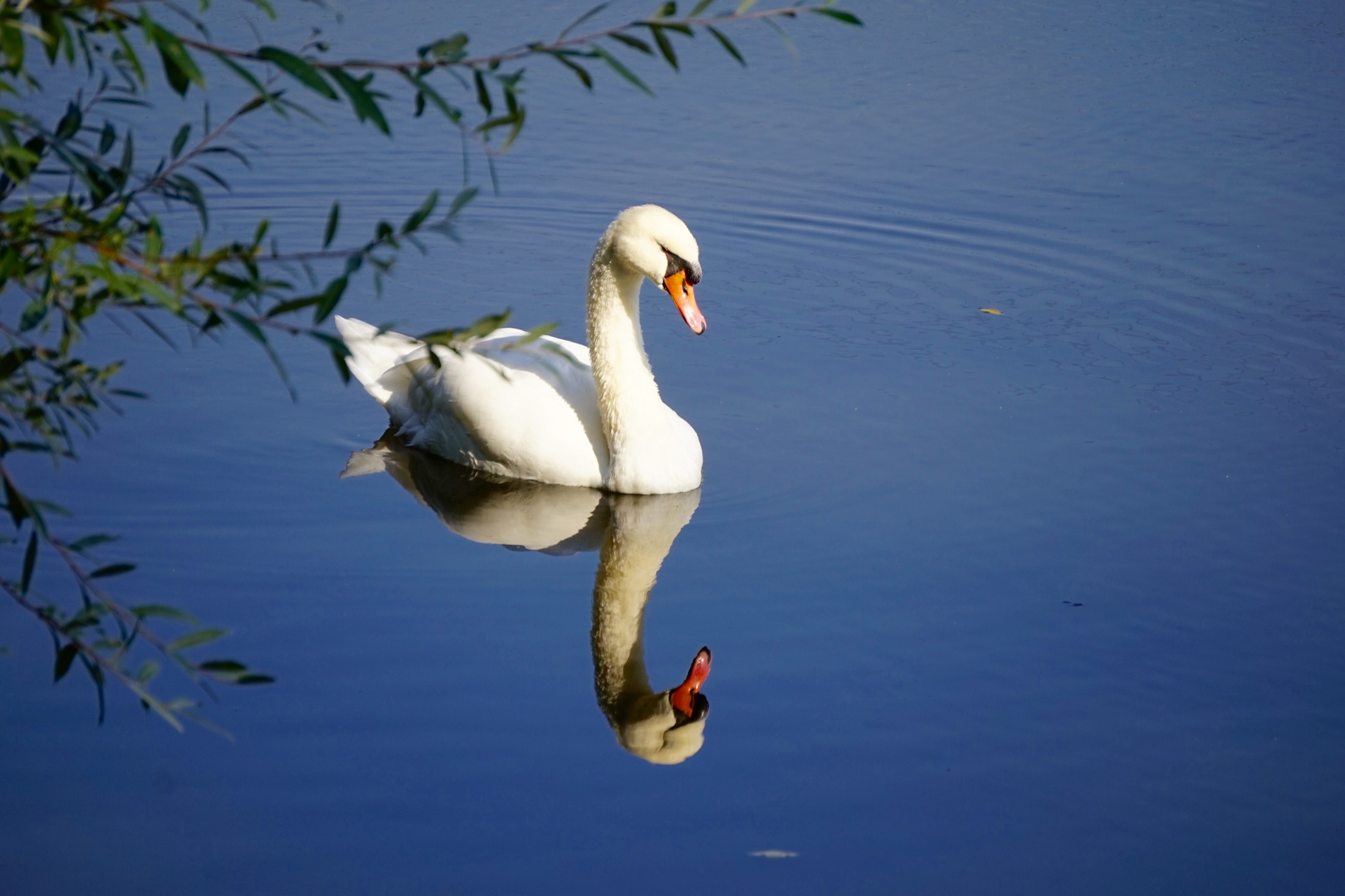 Im Spiegel des Neckars