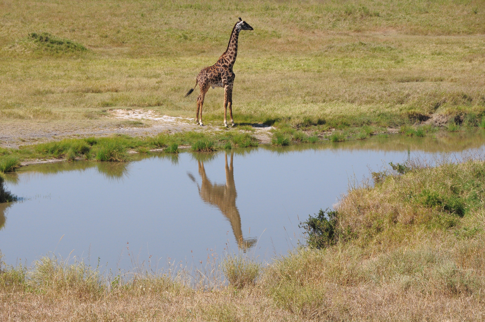 Im Spiegel - Giraffe in der Serengeti Tansania