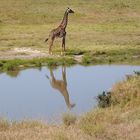 Im Spiegel - Giraffe in der Serengeti Tansania