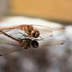 Im Spiegel noch mal schnell die Frisur prüfen... sitzt!