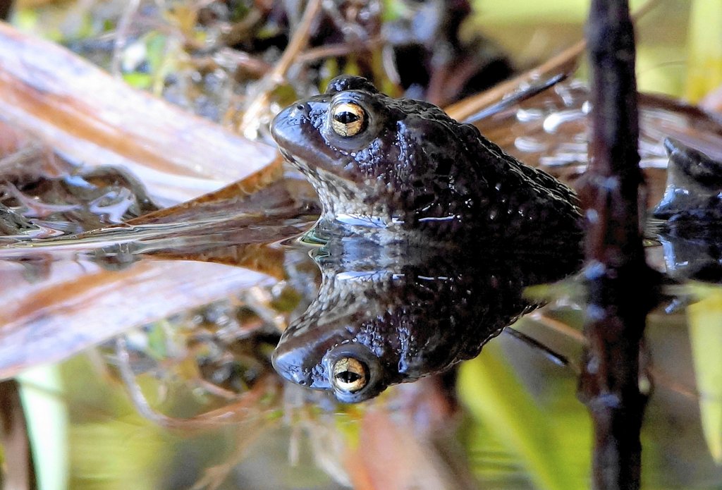 Im Spiegelbild