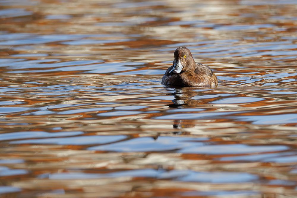 Im Spiegelsee