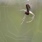 Im Spinnennetz 1