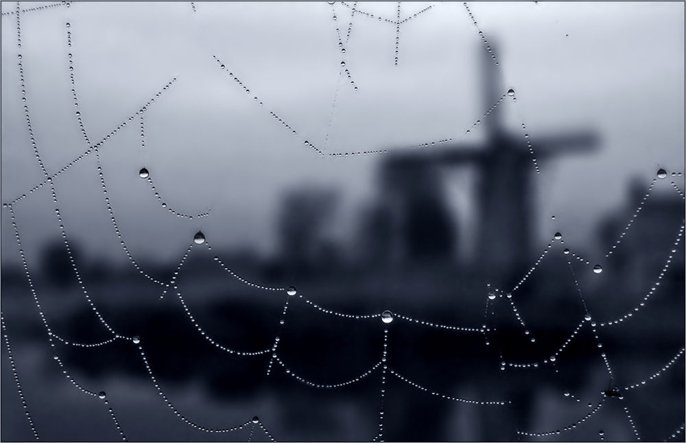 Im Spinnennetz