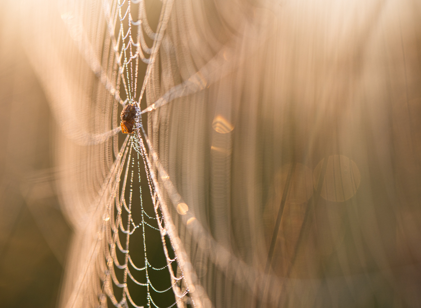 _____im Spinnennetz____________