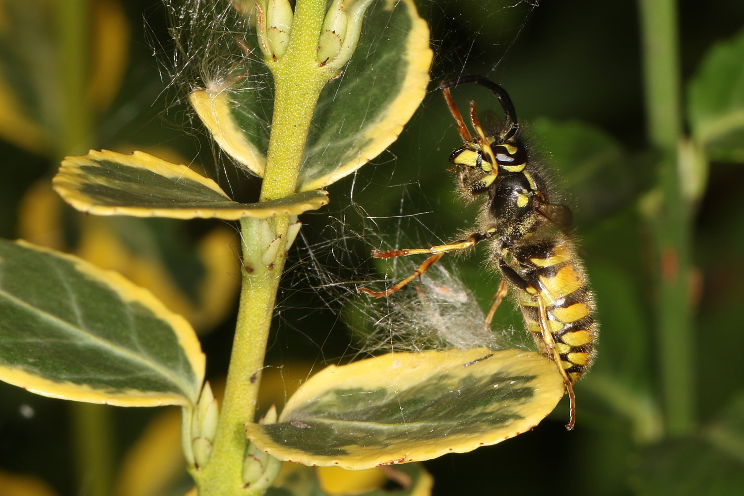 im Spinnennetz