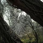 im Spinnennetz