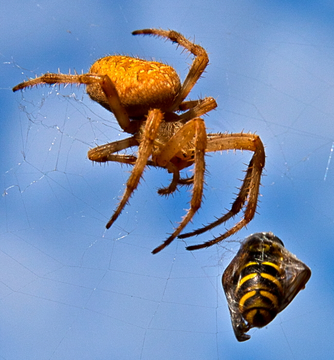 im Spinnennetz gefangen