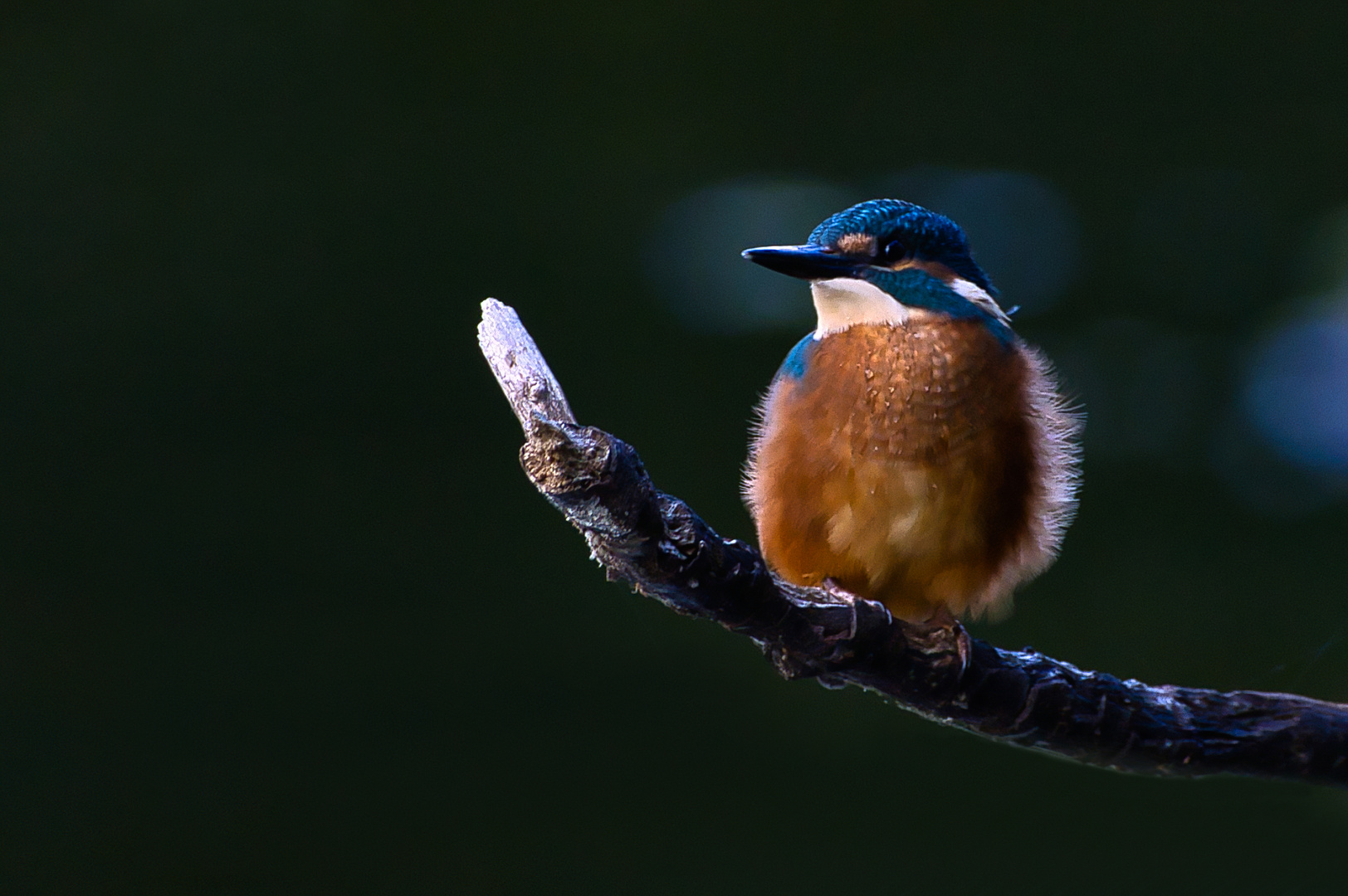 Im Spot - "alcedo atthis"