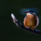 Im Spot - "alcedo atthis"