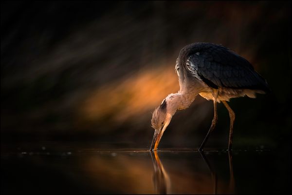 im Spot der untergehenden Sonne 