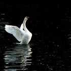 Im Spree bei Charlottenburg