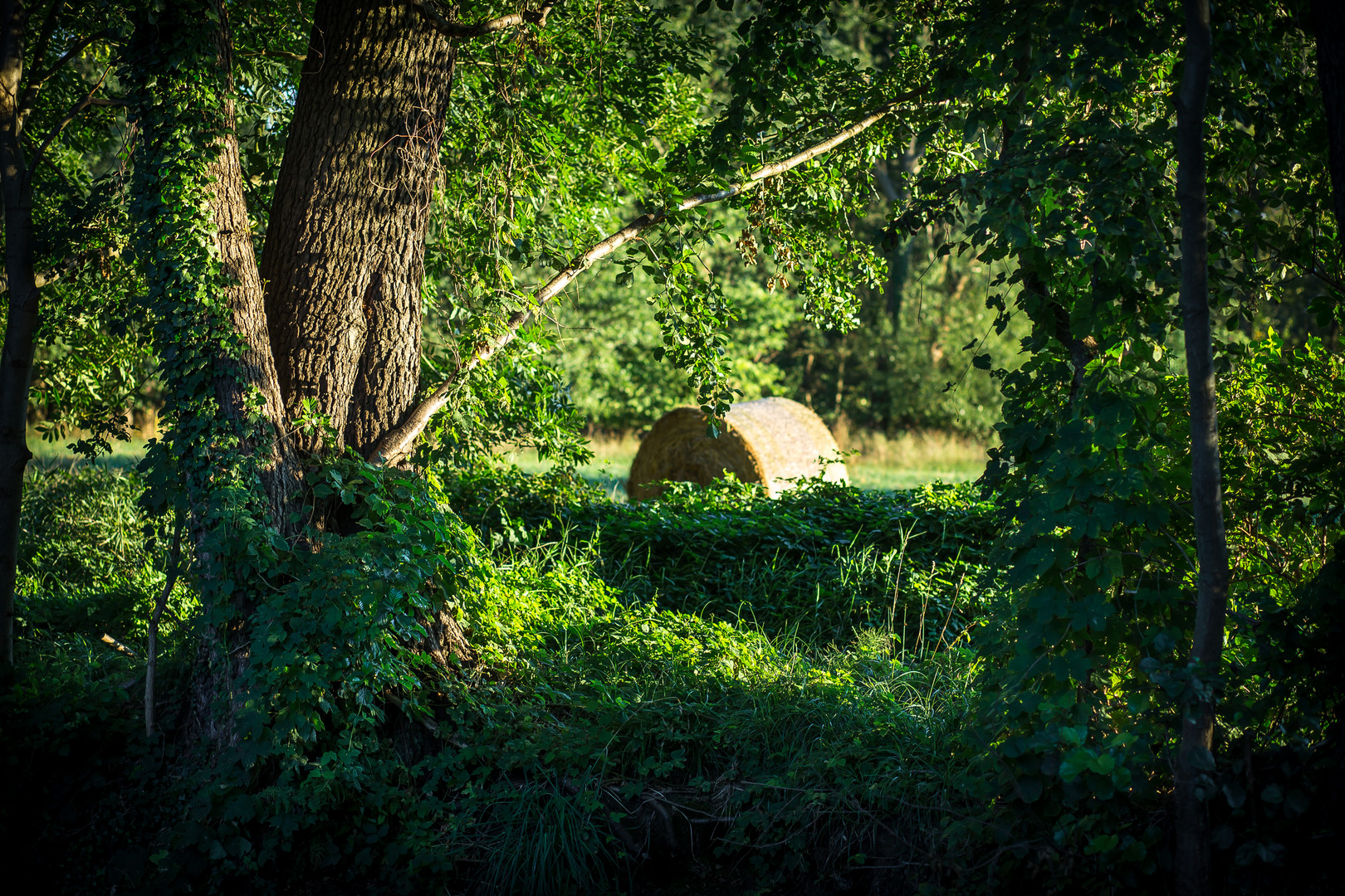 Im Spreewald