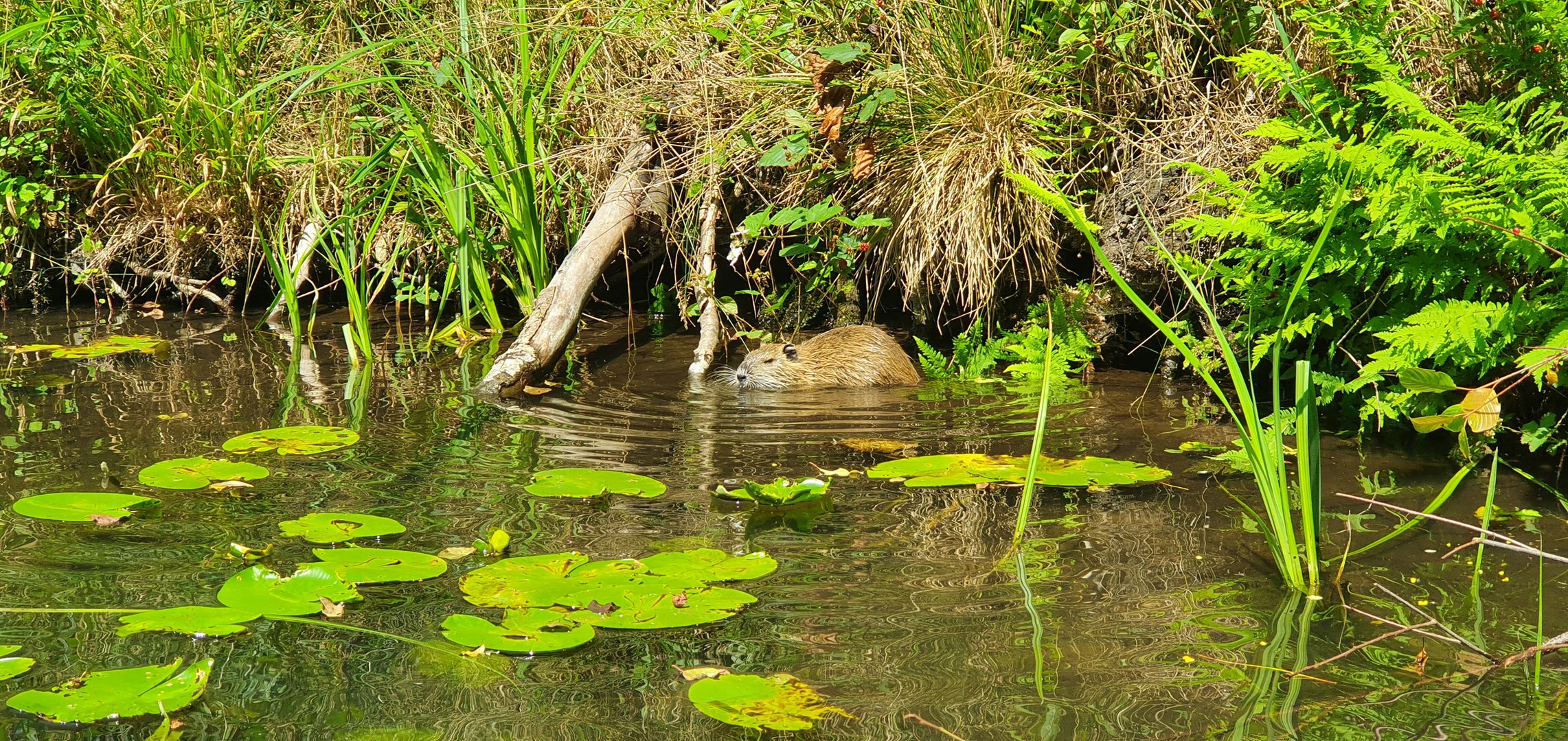 Im Spreewald**