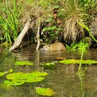 Im Spreewald**