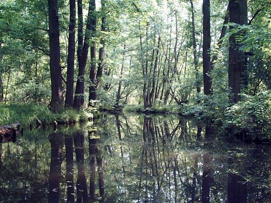 Im Spreewald