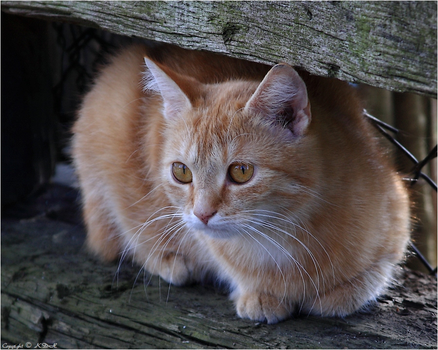 im Spreewald gibt es ...