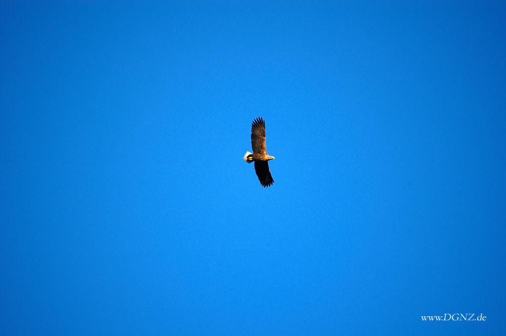 Im Spreewald gibt es sie auch "Seeadler"