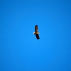 Im Spreewald gibt es sie auch "Seeadler"