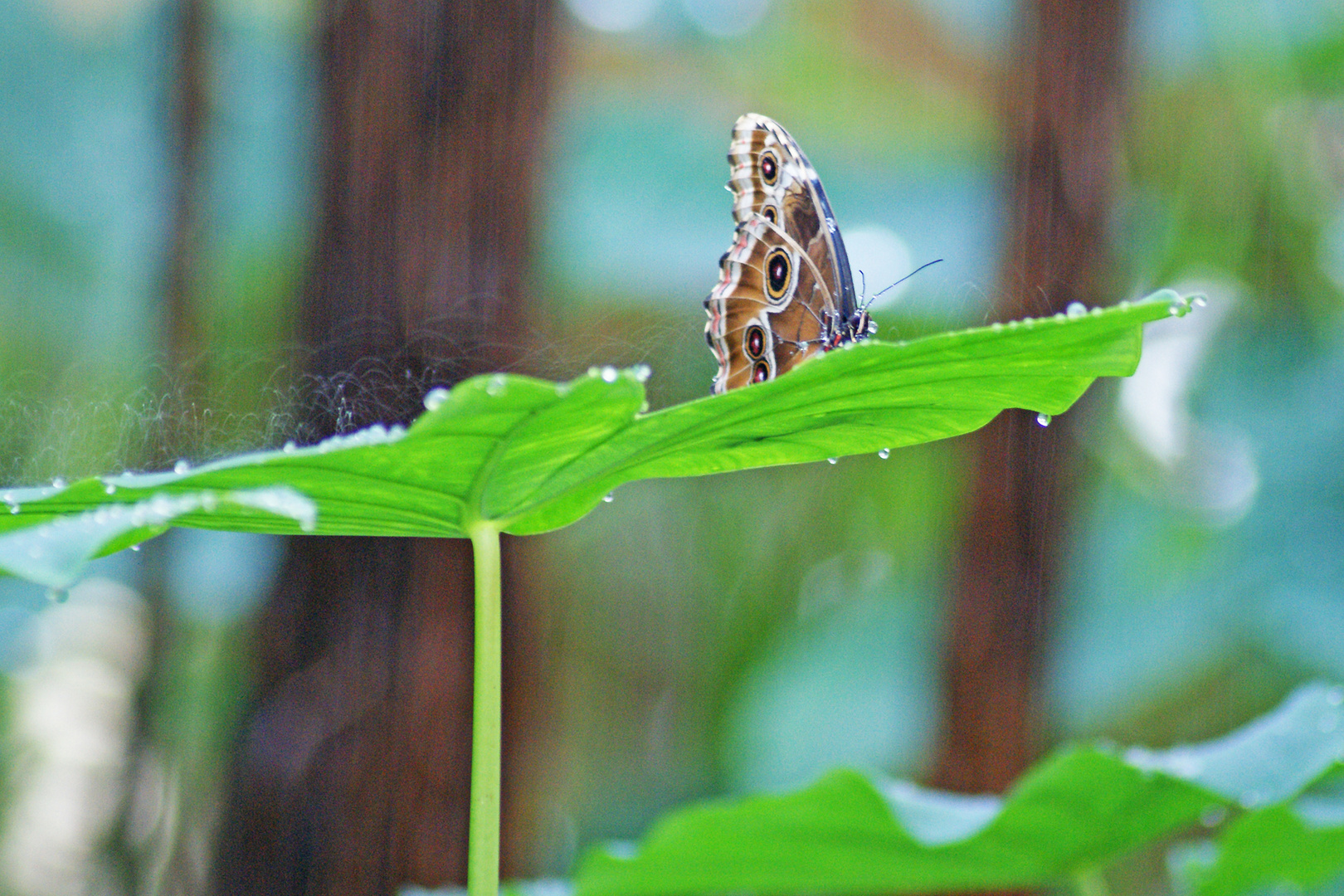 Im Sprühregen