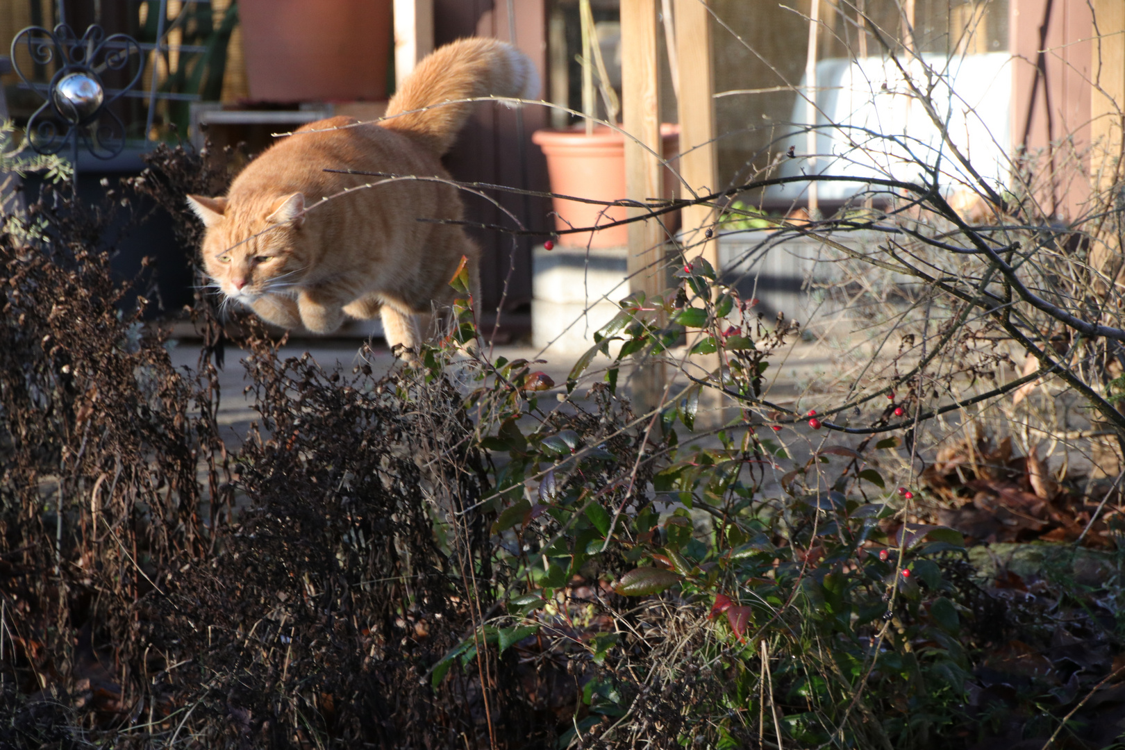 Im Sprung - Kater Mio